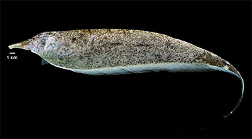 Record photograph for Apteronotus magdalenensis